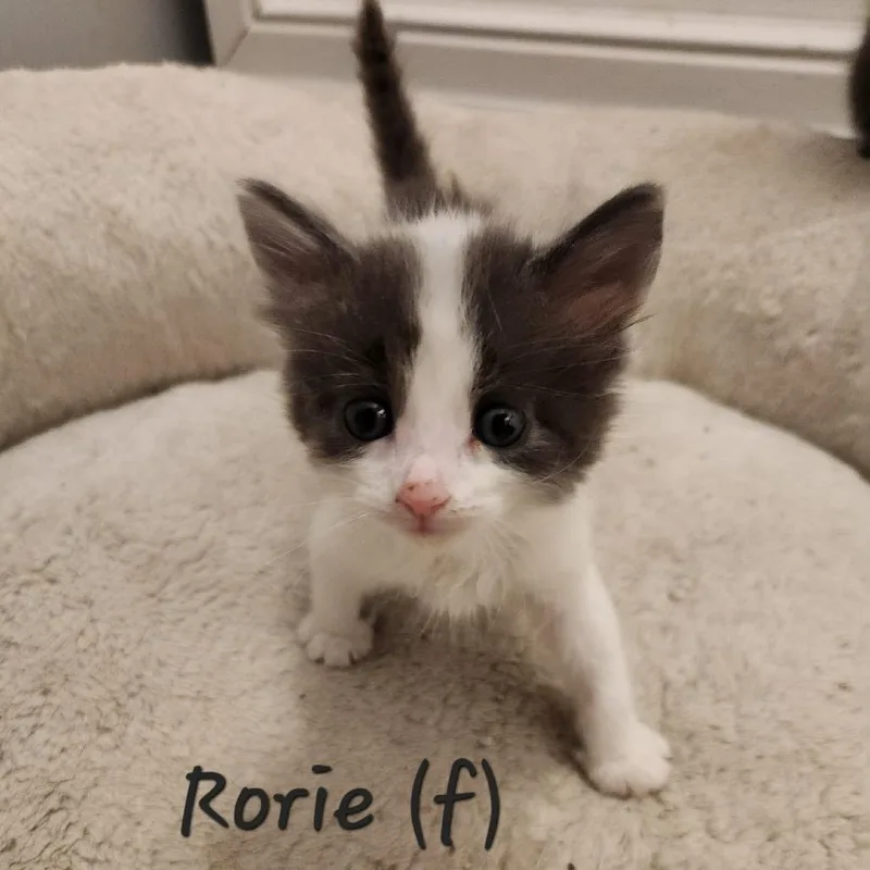 Rorie thumbnail 2