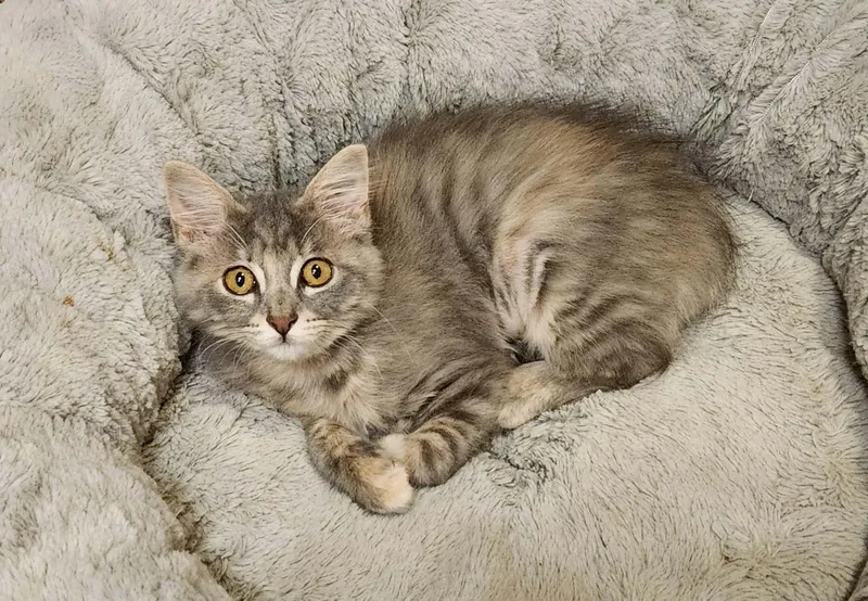 A young medium-sized female Domestic Medium Hair cat named Dixie Cup for adoption in Mansfield, TX