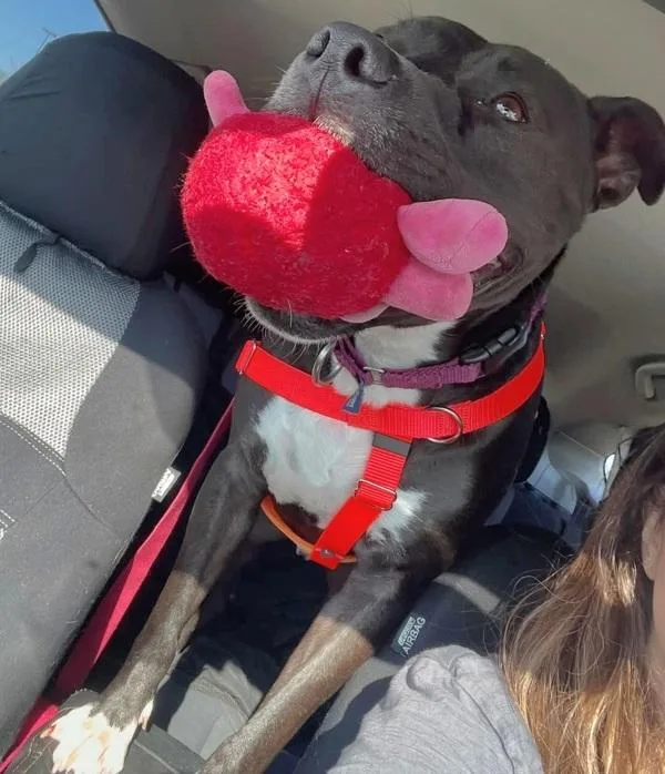 Dandelion thumbnail 2