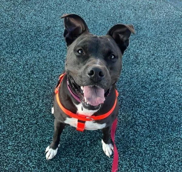 Dandelion thumbnail 4