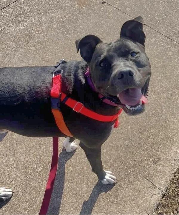 Dandelion thumbnail 5