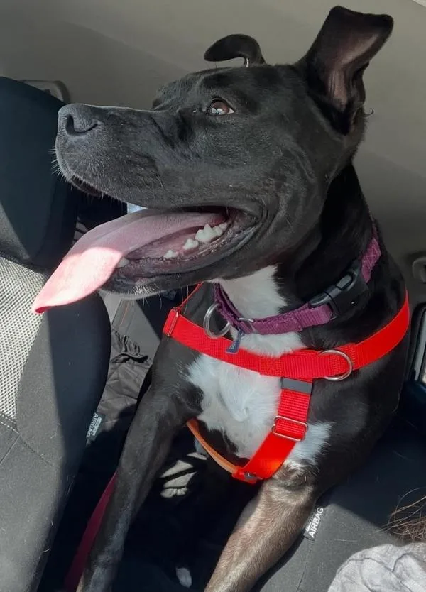 Dandelion thumbnail 6