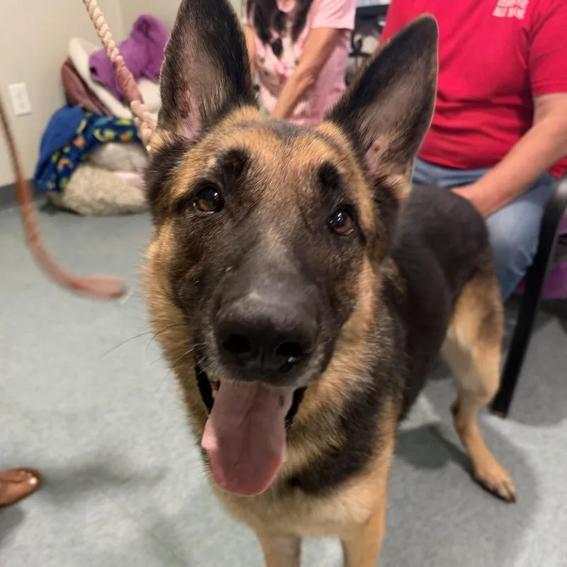 An adult large-sized male Black German Shepherd Dog dog named Bruno for adoption in Kyle, TX