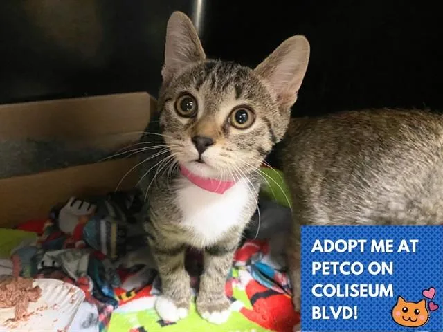 A baby small-sized female Domestic Short Hair cat named Willow for adoption in Fort Wayne, IN