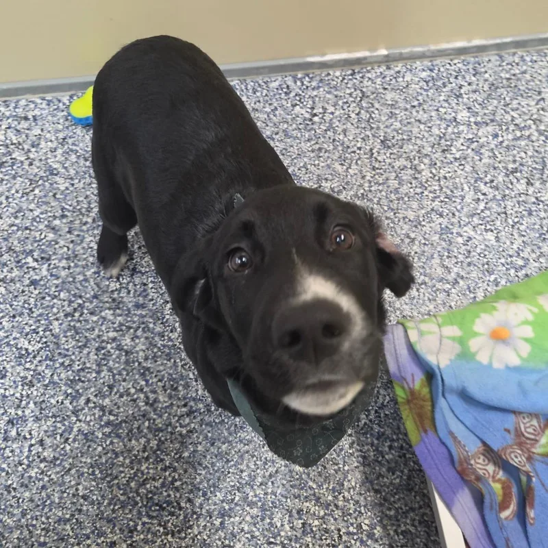 A baby medium-sized male Black Labrador Retriever dog named Nergal for adoption in Binghamton, NY