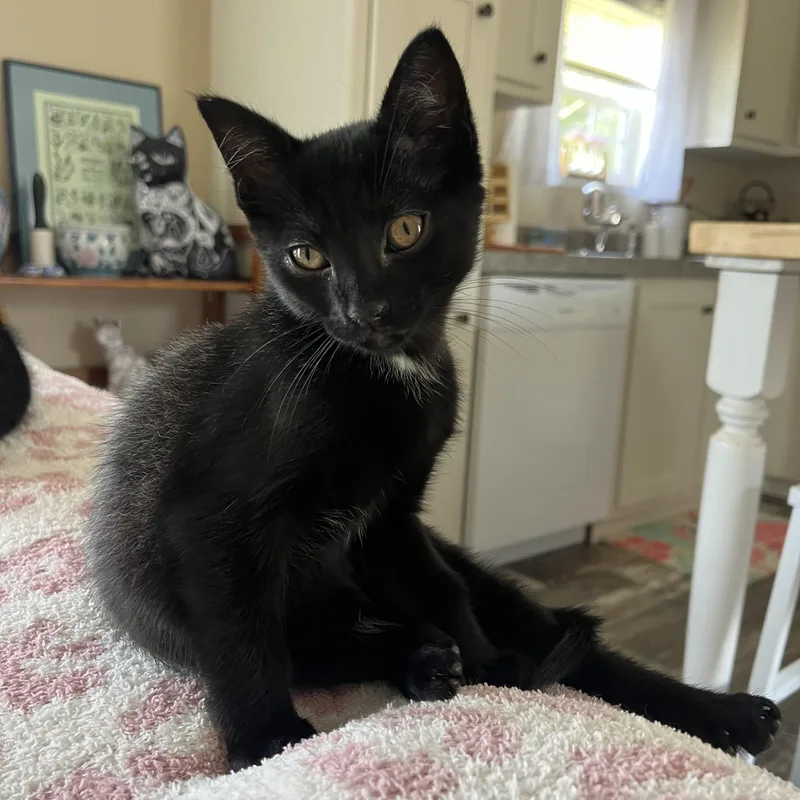 A baby medium-sized male Black & White / Tuxedo Domestic Short Hair cat named Mint for adoption in Mississippi State, MS