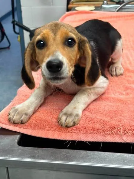 A baby medium-sized female Beagle dog named Haven for adoption in Warrenton, NC