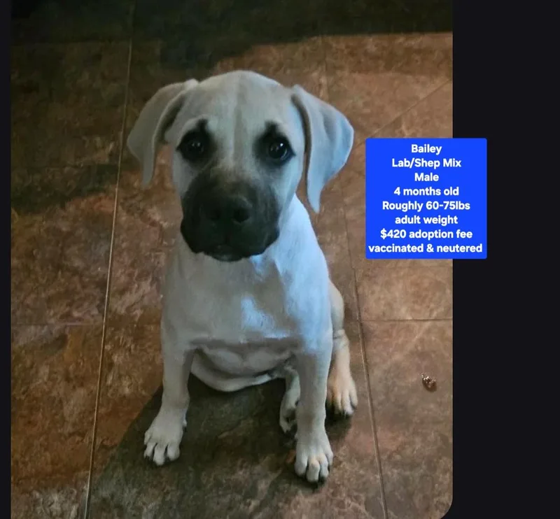 A baby large-sized male Labrador Retriever dog named Bailey for adoption in Oviedo, FL