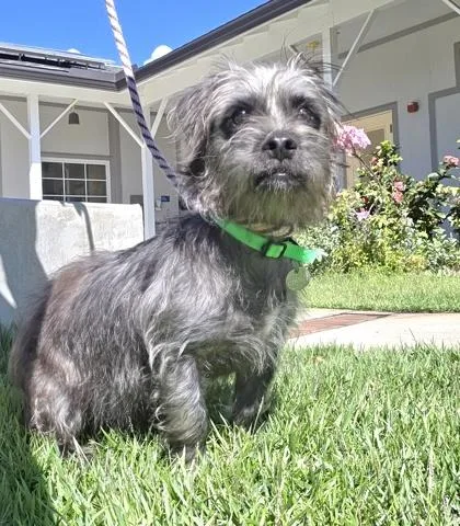 A young small-sized male Terrier dog named Sly Cooper for adoption in Honolulu, HI