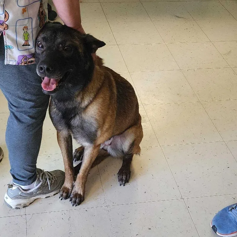 An adult medium-sized female Black Mixed Breed dog named Layla for adoption in Davenport, IA
