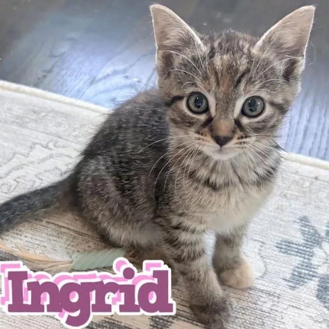 A baby small-sized female American Shorthair cat named Ingrid for adoption in Houston, TX