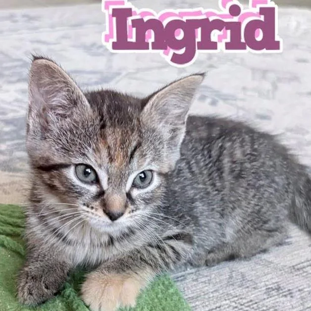 Ingrid thumbnail 2