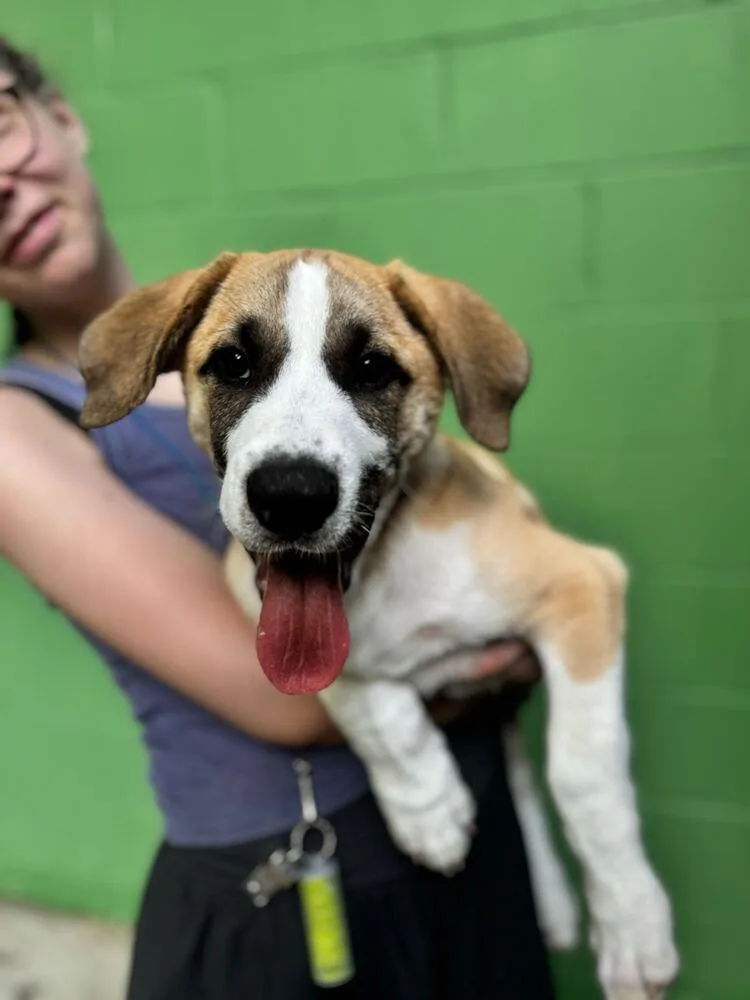 A baby large-sized male Brown / Chocolate Great Pyrenees dog named O'shea for adoption in Elmsford, NY