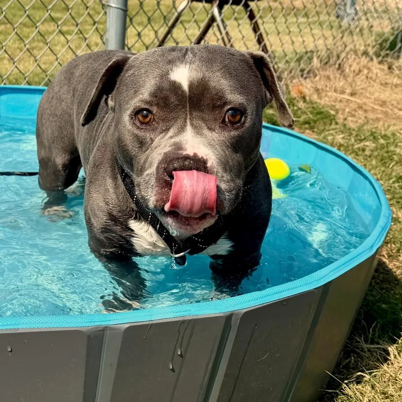An adult medium-sized male Gray / Blue / Silver Pit Bull Terrier dog named Chico for adoption in Norman, OK