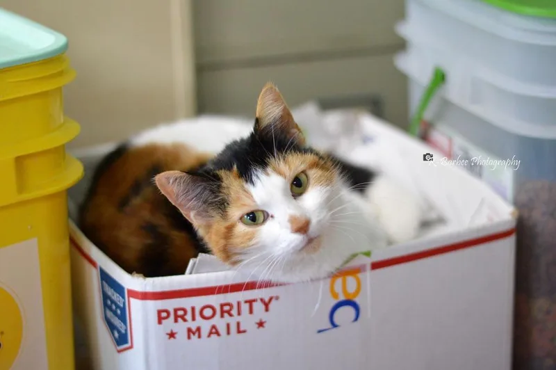 An adult large-sized female Domestic Short Hair cat named Snow White for adoption in Chickamauga , GA