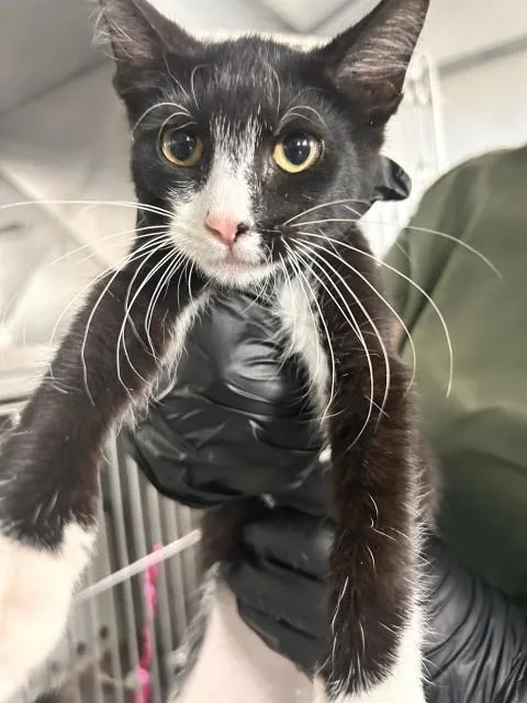 A baby small-sized female Domestic Short Hair cat named Mika for adoption in San Bernardino, CA