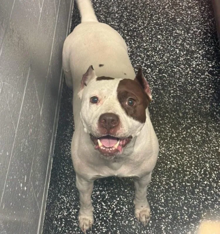 An adult medium-sized female Pit Bull Terrier dog named Lorna for adoption in Jackson, TN