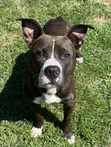 A young large-sized male Pit Bull Terrier dog named Ringo for adoption in Clinton Township, MI