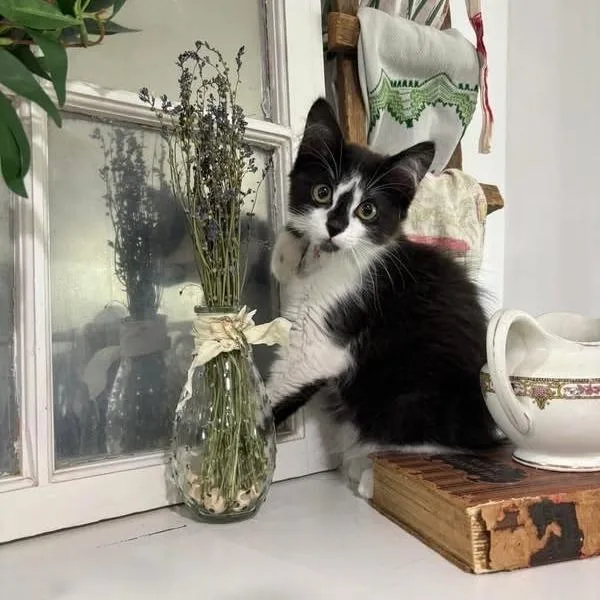 A baby small-sized female Black Domestic Short Hair cat named Maeve for adoption in Long Island City, NY
