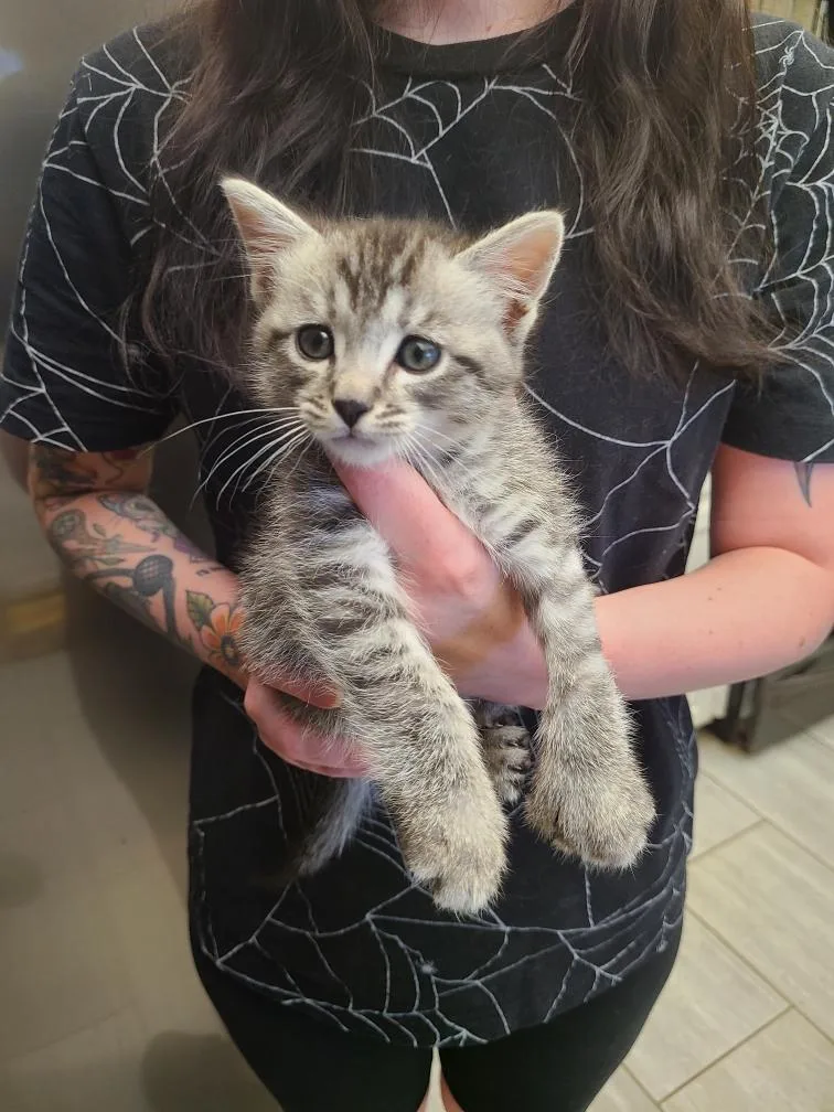 A baby large-sized male Tabby (Brown / Chocolate) Domestic Short Hair cat named Dipper for adoption in Oceanside, CA
