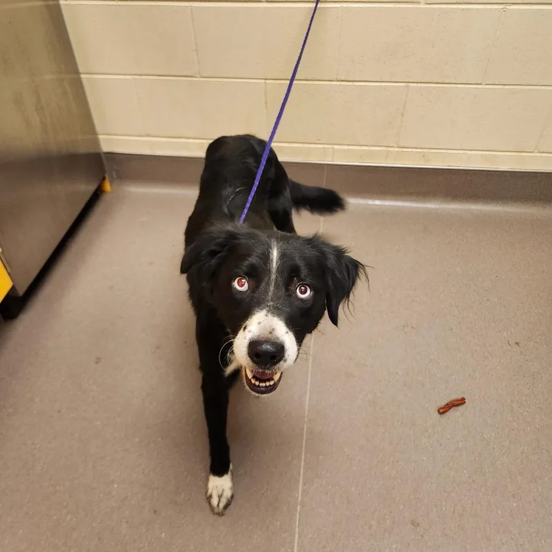 A young medium-sized female Black Border Collie dog named Fleur for adoption in Bend, OR