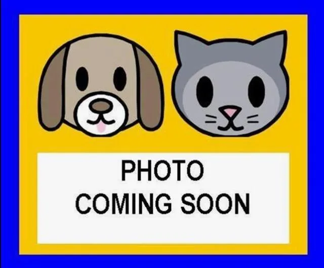 A young small-sized male Terrier dog named Unknown for adoption in San Antonio, TX