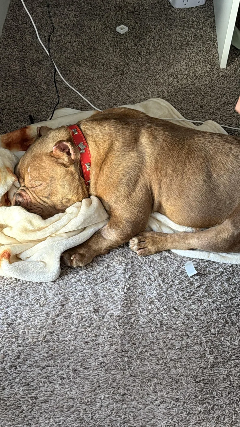 An adult medium-sized male Yellow / Tan / Blond / Fawn American Bully dog named Ritchie for adoption in Hayward, CA