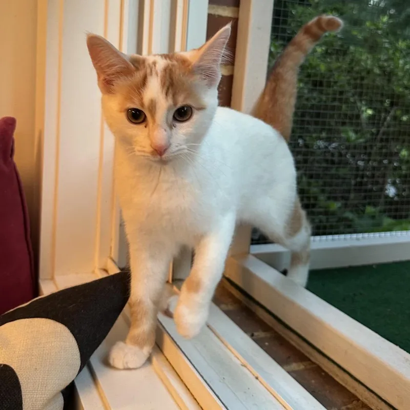 A baby small-sized female Domestic Short Hair cat named Welcome to the Space for adoption in Fredericksburg, VA