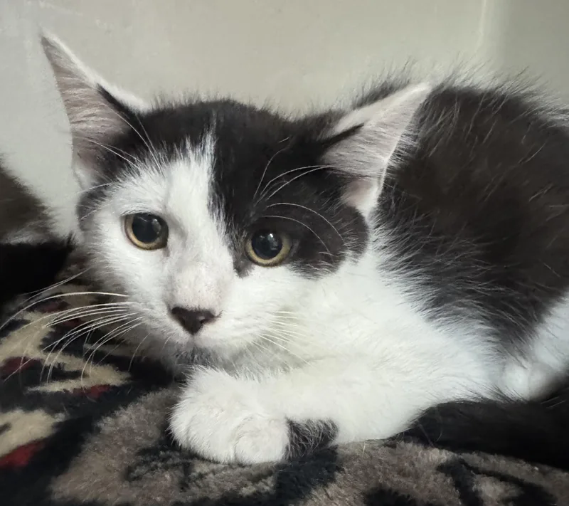 A baby medium-sized male Black & White / Tuxedo Domestic Short Hair cat named Jj for adoption in Tomah, WI