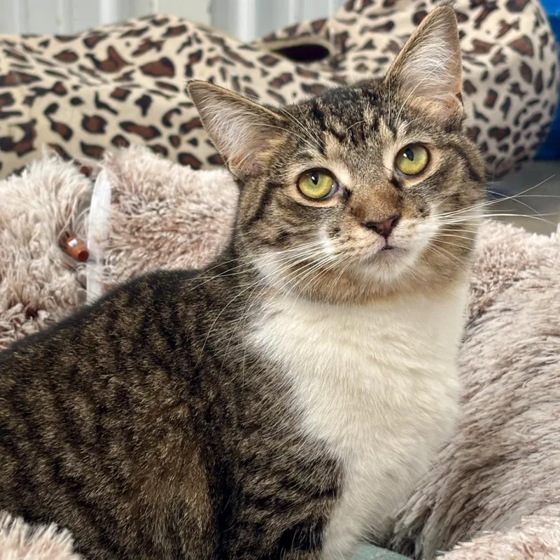 A young medium-sized female Domestic Short Hair cat named Alabama for adoption in Hartford City, IN