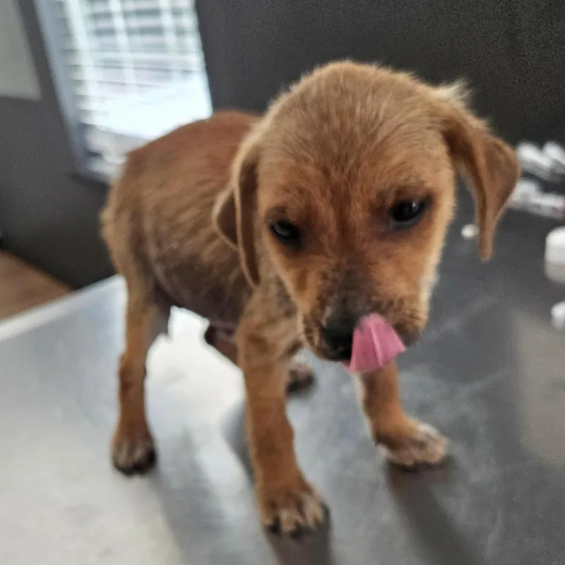 A baby medium-sized male Red / Chestnut / Orange Retriever dog named Xander for adoption in Livingston, TX
