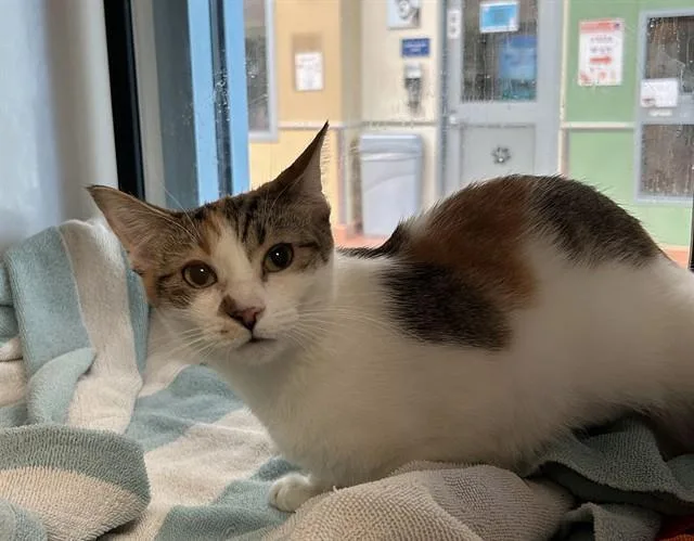 A young small-sized female Domestic Short Hair cat named Cookie for adoption in San Jose, CA