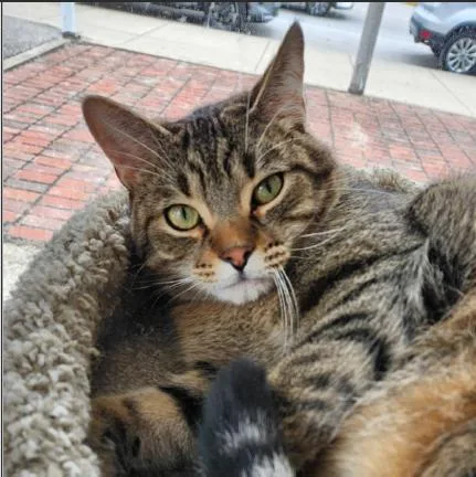A young large-sized male Domestic Short Hair cat named Tommy for adoption in Greenfield, IN