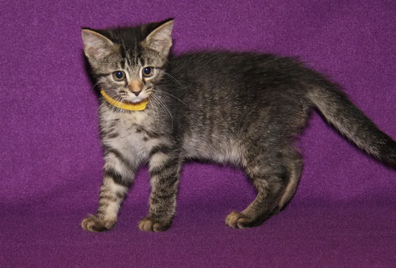 A baby medium-sized female Tabby (Brown / Chocolate) Tabby cat named Charlie for adoption in Marietta, OH