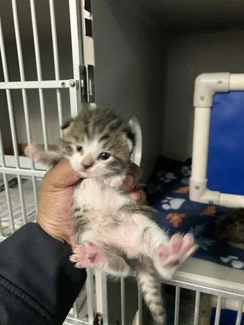 A baby small-sized male Domestic Short Hair cat named Orange for adoption in Dallas, TX