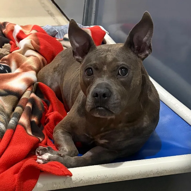 A senior medium-sized female Mixed Breed dog named Tina for adoption in Fredericksburg, VA