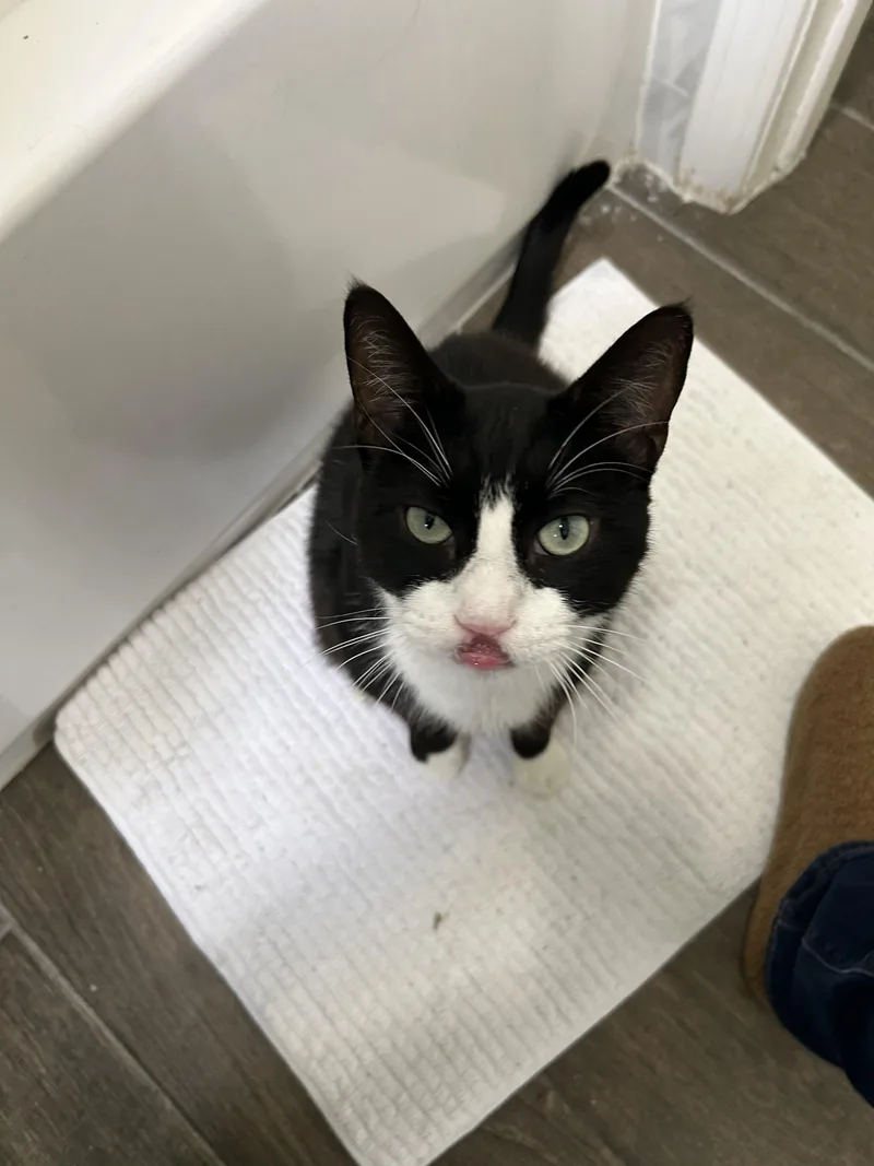 Sebastian thumbnail 3