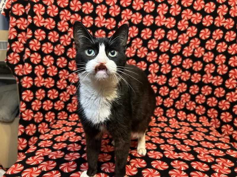 Sebastian thumbnail 4