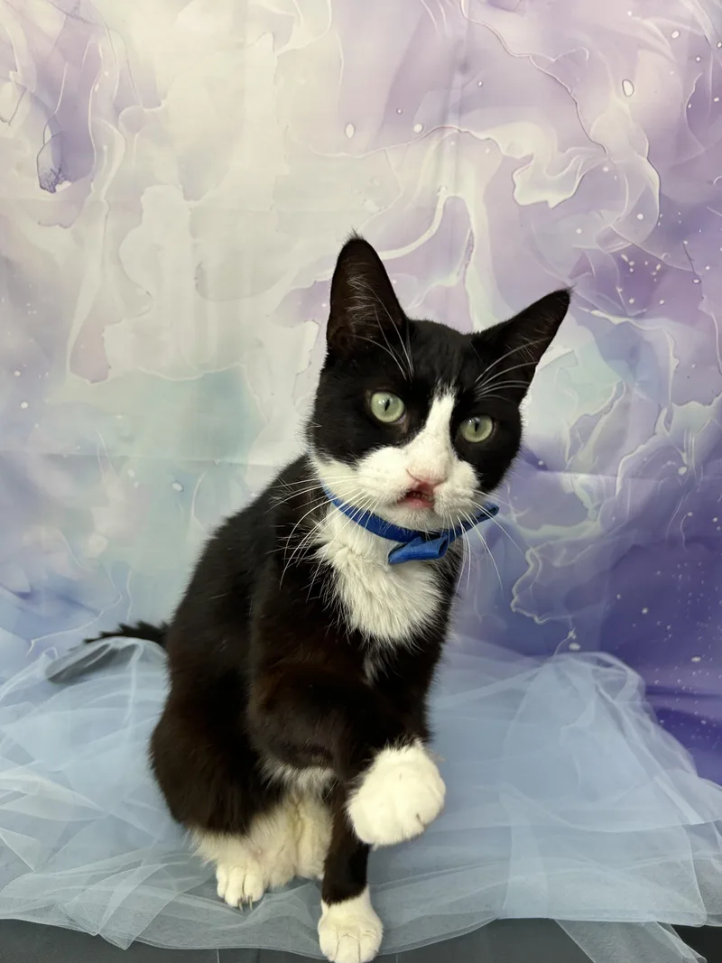 Sebastian thumbnail 5