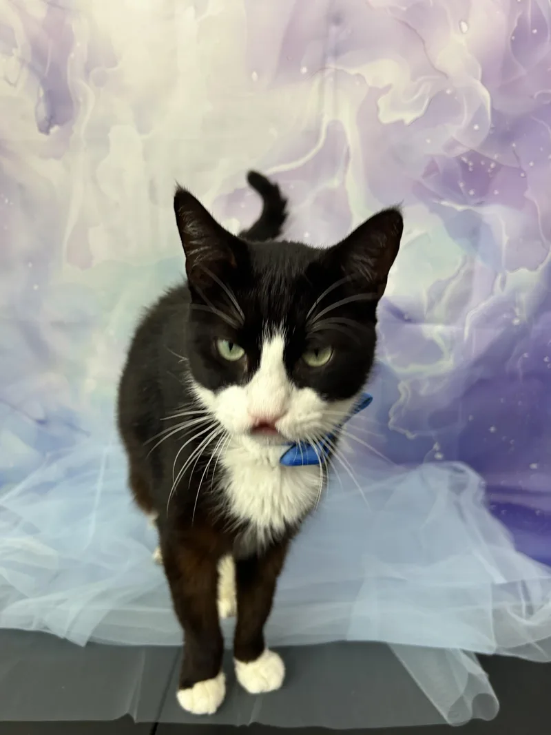 Sebastian thumbnail 6