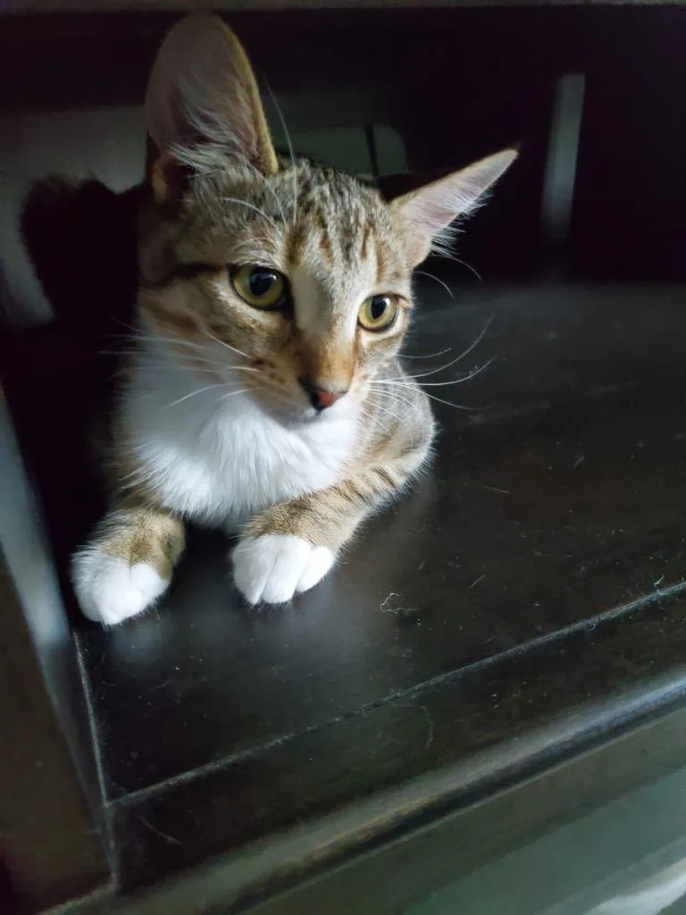 A baby medium-sized male Domestic Short Hair cat named Gordo for adoption in St. James City, FL