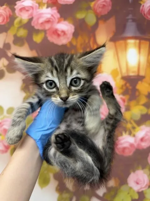 A baby small-sized male Domestic Short Hair cat named Kovu for adoption in San Bernardino, CA