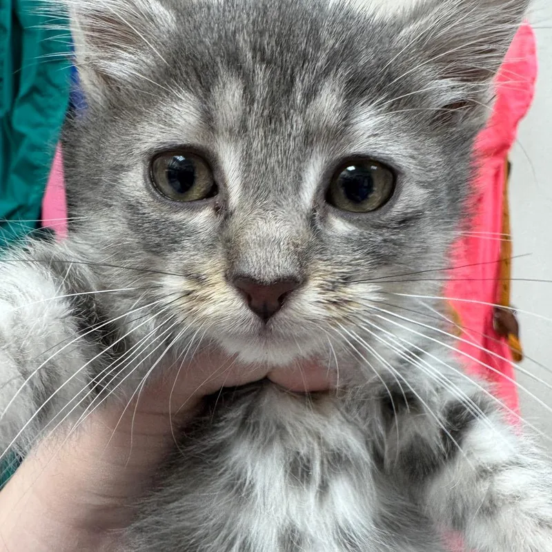 A baby small-sized female Gray / Blue / Silver Domestic Short Hair cat named Emerald Jade Green Ball for adoption in Pekin, IL