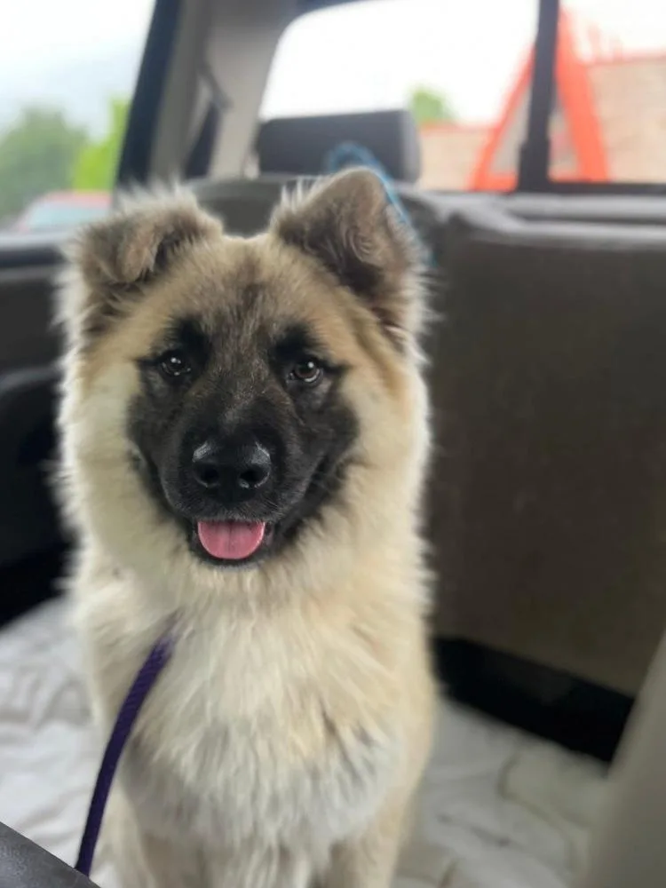 Beau