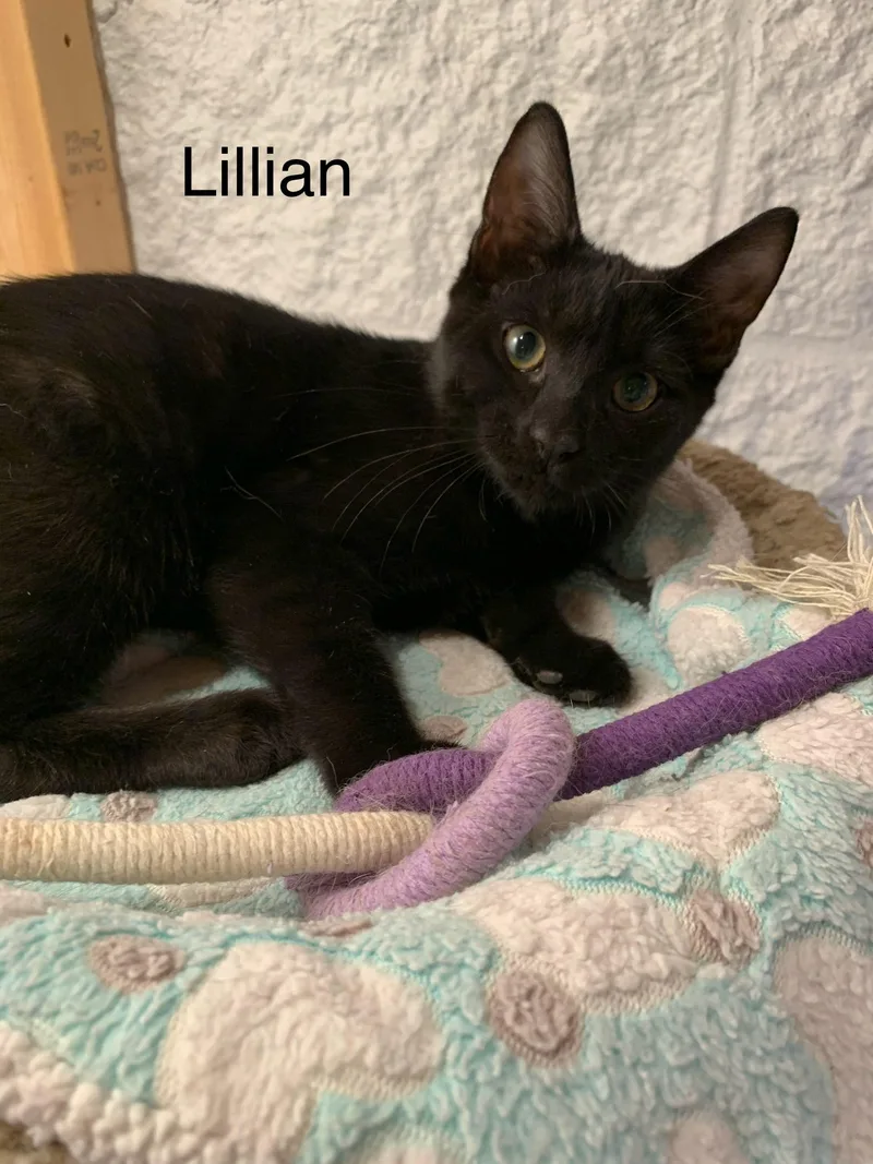 A young medium-sized female Black Domestic Short Hair cat named Lillian for adoption in Saint Charles, MO