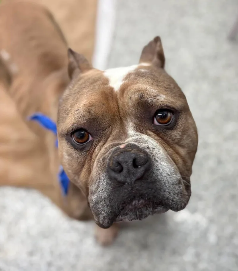 An adult medium-sized male Bulldog dog named Sal for adoption in China Township, MI