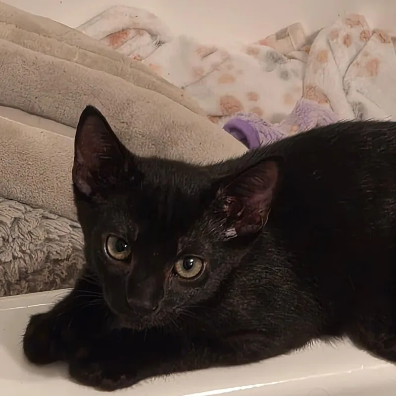 A baby small-sized male Domestic Short Hair cat named Meowy for adoption in Boca Raton, FL