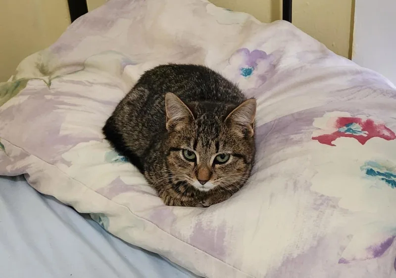 Wiggle 'n Jiggle thumbnail 2