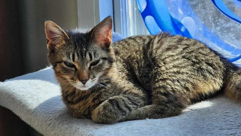 Wiggle 'n Jiggle thumbnail 3