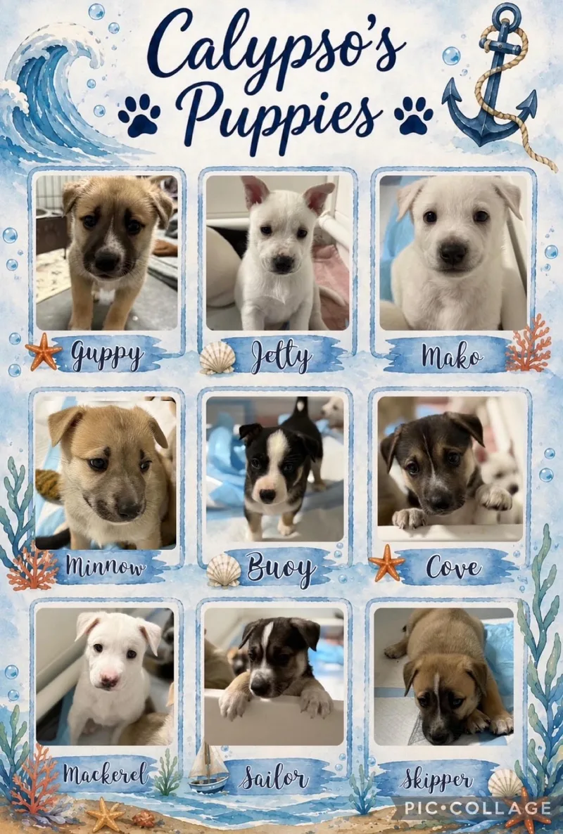 A baby medium-sized male German Shepherd Dog dog named Ocean's Nine for adoption in Wilmington, NC